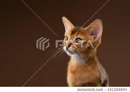 abyssinian kitten studio portrait on brown background abyssinian kitten studio portrait on brown background 141269844