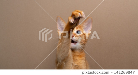 abyssinian kitten playing raising it's paw abyssinian kitten playing raising it's paw 141269847