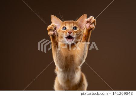 kitten playing wildly against brown studio background kitten playing wildly against brown studio background 141269848