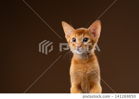 abyssinian kitten studio portrait on brown background abyssinian kitten studio portrait on brown background 141269850