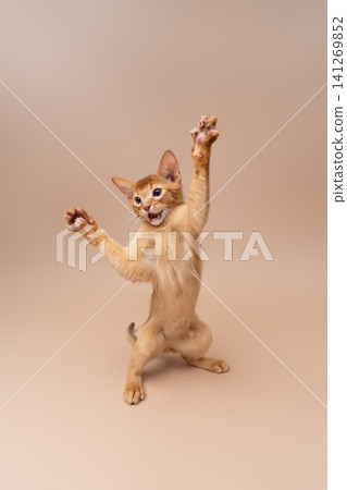 abyssinian kitten playing against neutral studio background abyssinian kitten playing against neutral studio background 141269852