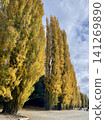 Beautiful autumn poplar trees paint the shores of Lake Wanaka in New Zealand golden. 141269890