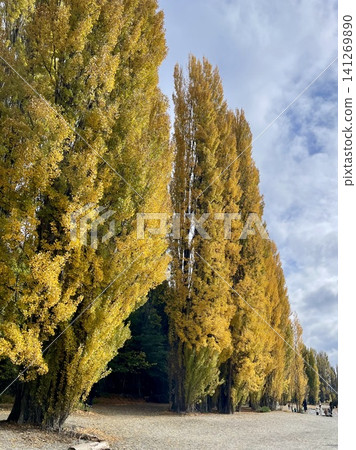 Beautiful autumn poplar trees paint the shores of Lake Wanaka in New Zealand golden. 141269890