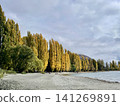 The magnificent rows of yellow poplar trees along the shores of Lake Wanaka stretch out under a clear autumn sky. 141269891