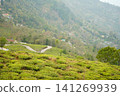 Panoramic view of lush green tea gardens and winding mountain roads in Tinchuley Darjeeling 141269939