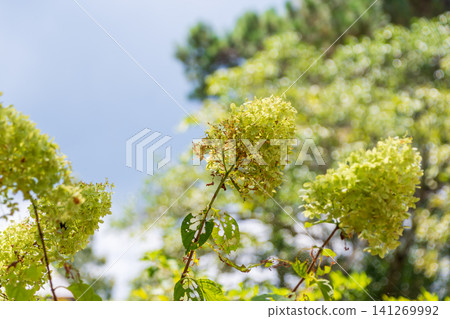 The flowers of the Hydrangea paniculata turn a pale green in the summer sunlight. The flowers of the Hydrangea paniculata turn a pale green in the summer sunlight. 141269992