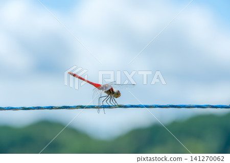 一隻紅色的蜻蜓棲息在繩子上，映襯著湛藍的夏日天空。 141270062
