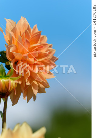 A magnificent orange dahlia stands proudly against a blue sky. A magnificent orange dahlia stands proudly against a blue sky. 141270198