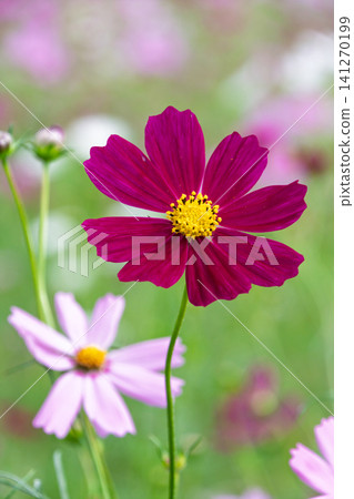 Deep pink cosmos flowers radiate a dignified beauty amidst soft greenery. Deep pink cosmos flowers radiate a dignified beauty amidst soft greenery. 141270199