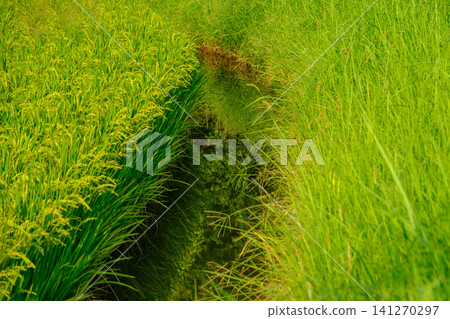 The scenery of rice fields turning golden in the autumn harvest season, and the surrounding waterways. 141270297