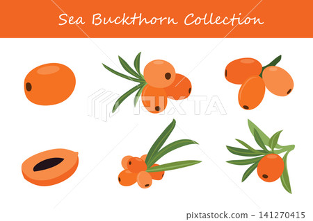 sea buckthorn collection. sea buckthorn in different poses sea buckthorn collection. sea buckthorn in different poses 141270415