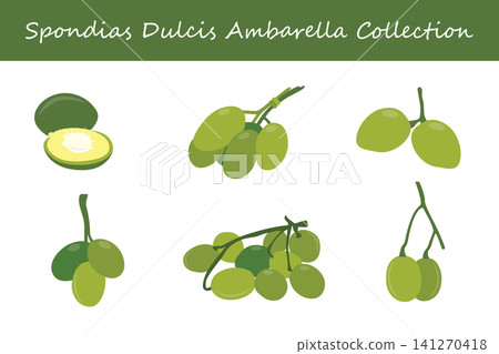 spondias dulcis ambarella collection. spondias dulcis ambarella in different poses 141270418