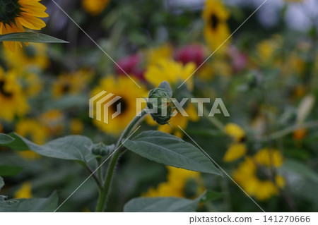 A close-up photo of a yellow sunflower with a bee in it. A close-up photo of a yellow sunflower with a bee in it. 141270666