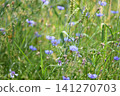 green field with cornflowers. horizontal format 141270703