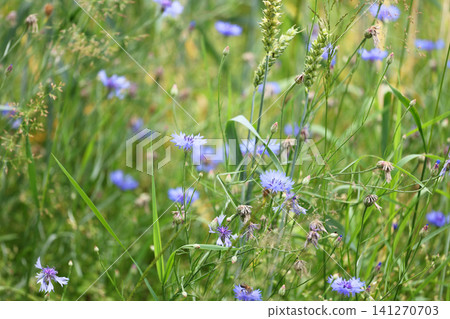 green field with cornflowers. horizontal format green field with cornflowers. horizontal format 141270703