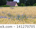 Cornflowers in the field horizontal format 141270705