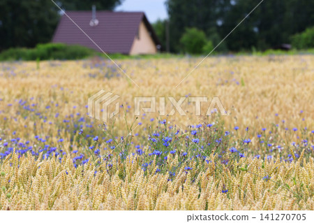Cornflowers in the field horizontal format Cornflowers in the field horizontal format 141270705