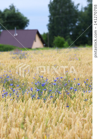 Cornflowers in the field Vertical format 141270708