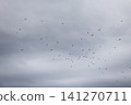 A flock of starlings in the sky 141270711