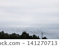 A flock of starlings in the sky 141270713