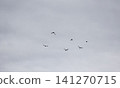 A flock of starlings in the sky 141270715