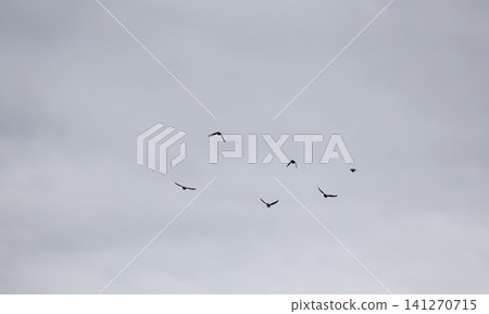 A flock of starlings in the sky A flock of starlings in the sky 141270715