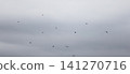 A flock of starlings in the sky 141270716
