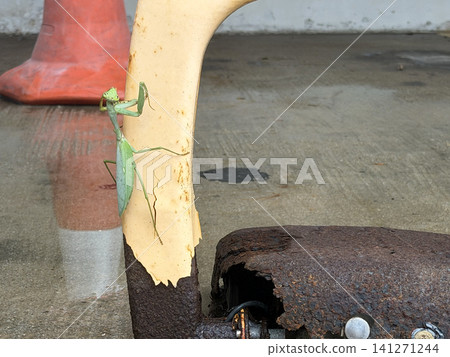 Green praying mantis clinging to a weathered yellow pole with rusty metal below Green praying mantis clinging to a weathered yellow pole with rusty metal below 141271244
