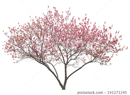 Delicate pink blossoms adorn a bare tree in early spring Delicate pink blossoms adorn a bare tree in early spring 141271245
