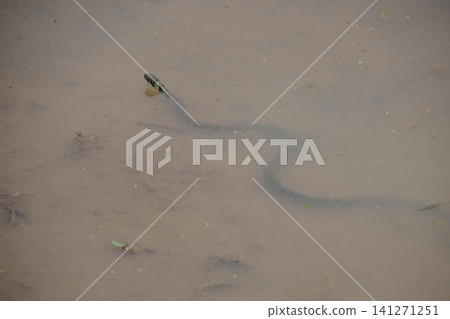 A Japanese keelback snake swimming in a rice paddy (Terasaka Rice Terraces / Yokose, Yokose-machi, Chichibu-gun) A Japanese keelback snake swimming in a rice paddy (Terasaka Rice Terraces / Yokose, Yokose-machi, Chichibu-gun) 141271251