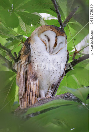 Barn owl bird Barn owl bird 141273689