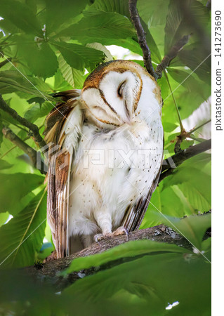 Barn owl bird Barn owl bird 141273690