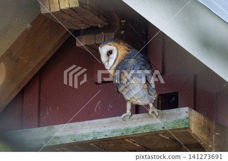 Barn owl bird 141273691