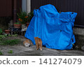 Cats and Blue 141274079