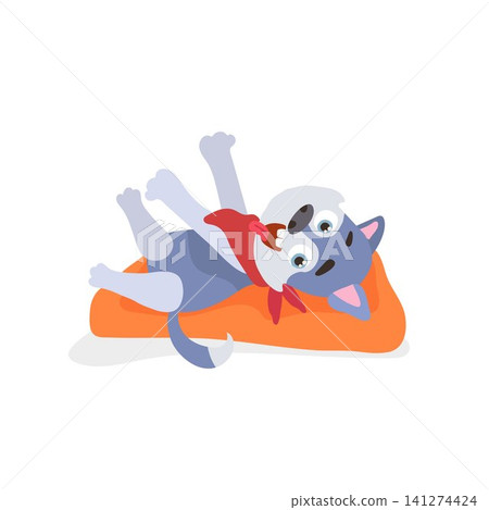 Playful husky dog lying on orange cushion for pet cards stickers pet shops and veterinary clinics Playful husky dog lying on orange cushion for pet cards stickers pet shops and veterinary clinics 141274424