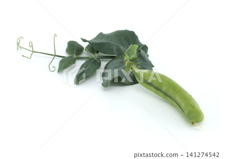 Fresh green pea pod with leaves and tendrils on a white background Fresh green pea pod with leaves and tendrils on a white background 141274542