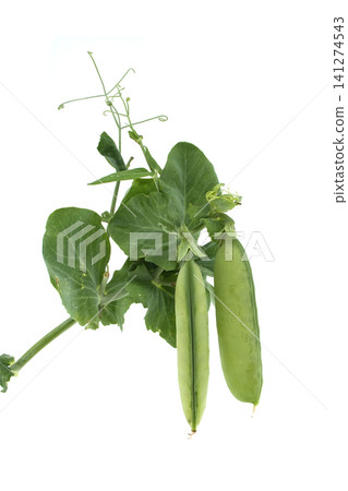 Fresh green pea pods growing on a vine with leaves and tendrils Fresh green pea pods growing on a vine with leaves and tendrils 141274543