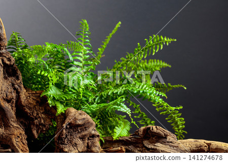 Green fern and old dry snag on a black background. Green fern and old dry snag on a black background. 141274678