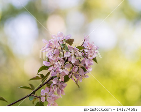 Fresh pink flowers of a blossoming apple tree with blured background Fresh pink flowers of a blossoming apple tree with blured background 141274682