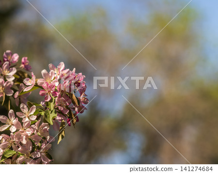 Fresh pink flowers of a blossoming apple tree with blured background Fresh pink flowers of a blossoming apple tree with blured background 141274684