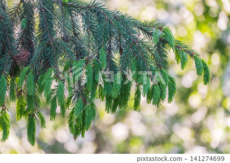 Closeup of fir branches with young buds. Spring nature concept. Fir branches with fresh shoots Closeup of fir branches with young buds. Spring nature concept. Fir branches with fresh shoots 141274699