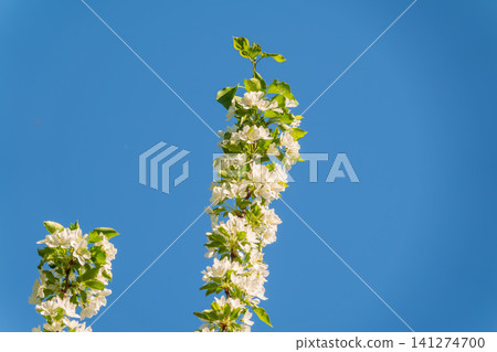 Apple tree branches with white flowers on a background of blue clear sky. Apple tree branches with white flowers on a background of blue clear sky. 141274700