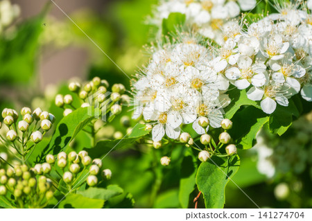 Beautiful white flowers Spirea aguta or Brides wreath. Beautiful white flowers Spirea aguta or Brides wreath. 141274704