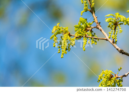 Green oak leaves background. Plant and botany nature texture. green oak leaves in woods Green oak leaves background. Plant and botany nature texture. green oak leaves in woods 141274708