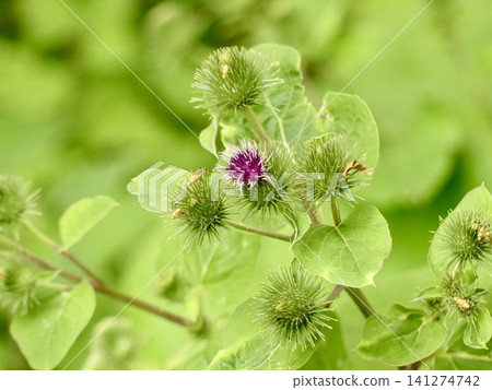Greater burdock plant blooming in summer Greater burdock plant blooming in summer 141274742