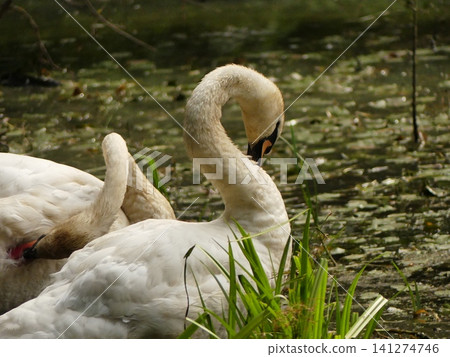 Mute swan grooming feathers near water 141274746