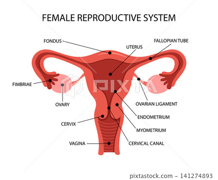 Female reproductive system anatomy. Medical structure of internal organ. Educational information poster. Vector illustration in flat style Female reproductive system anatomy. Medical structure of internal organ. Educational information poster. Vector illustration in flat style 141274893