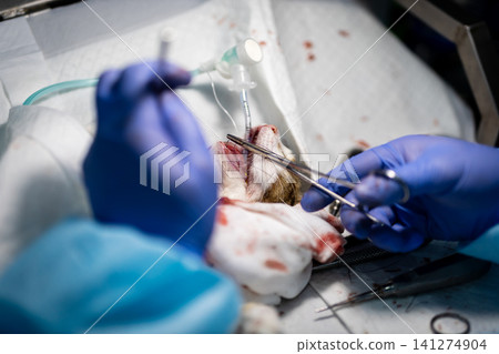 Surgeon performing delicate cardiac repair during open heart operation under bright surgical lights inside modern operating room, with surgery, surgeon, operation, cardiac detail Surgeon performing delicate cardiac repair during open heart operation under bright surgical lights inside modern operating room, with surgery, surgeon, operation, cardiac detail 141274904