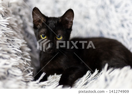 Black kitten resting on soft shaggy rug with bright yellow eyes and alert expression in cozy indoor home scene, looking directly toward viewer with gentle calm, with kitten, cat, feline, pet detail Black kitten resting on soft shaggy rug with bright yellow eyes and alert expression in cozy indoor home scene, looking directly toward viewer with gentle calm, with kitten, cat, feline, pet detail 141274909