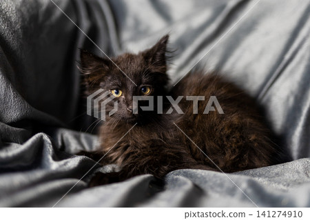 Black kitten resting on rumpled satin fabric with curious direct gaze, fluffy fur, soft whiskers, and relaxed posture in gentle indoor light, with kitten, black, cat, feline detail Black kitten resting on rumpled satin fabric with curious direct gaze, fluffy fur, soft whiskers, and relaxed posture in gentle indoor light, with kitten, black, cat, feline detail 141274910